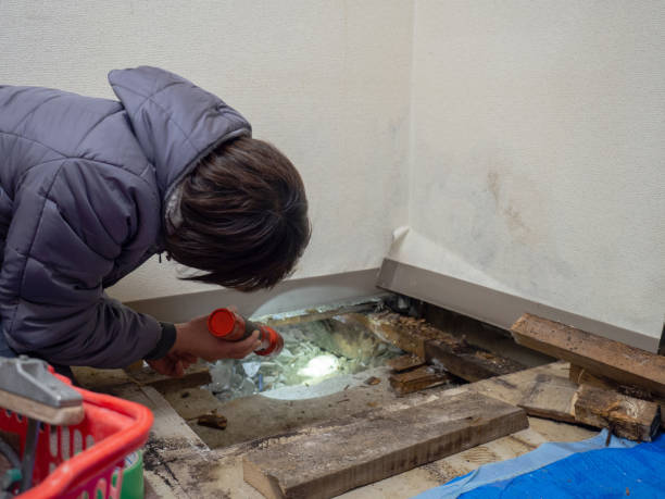 Best Mold Removal for HVAC Installations  in Central Park, WA